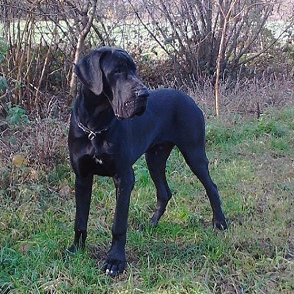 Amazing Black del Nord-Ovest