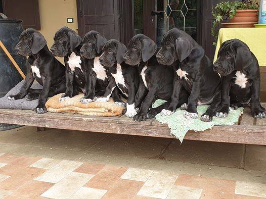 Cuccioli di alano nero