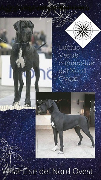 Cucciolata alano nero