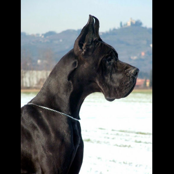 Fanthomas Blackbeautiful del Nord Ovest Fanthomas Blackbeautiful del Nord Ovest