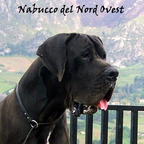 Nabucco del Nord Ovest Nabucco del Nord Ovest