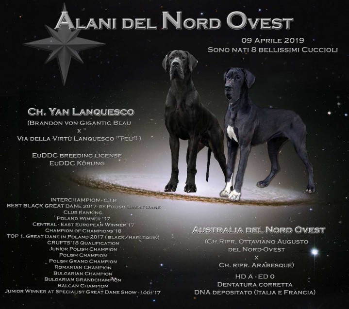 Accoppiamento alano 2019