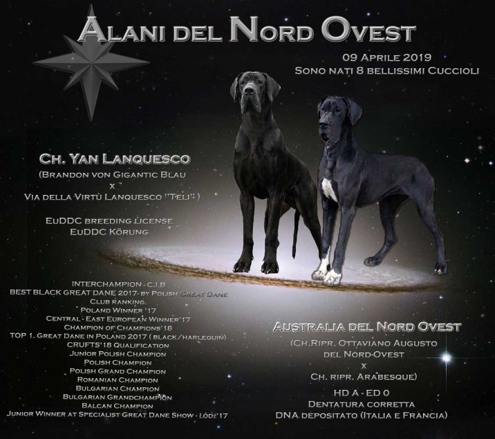 Accoppiamento alano 2019