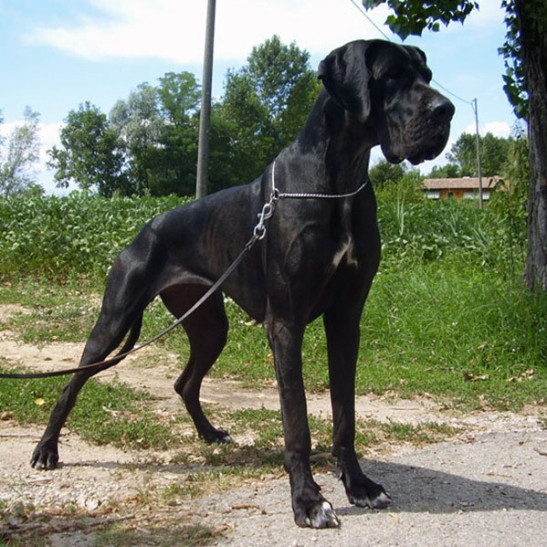 Princess del Nord Ovest Princess del Nord Ovest