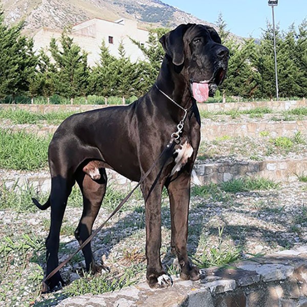 Tarquinio il Superbo del Nord Ovest Tarquinio il Superbo del Nord Ovest