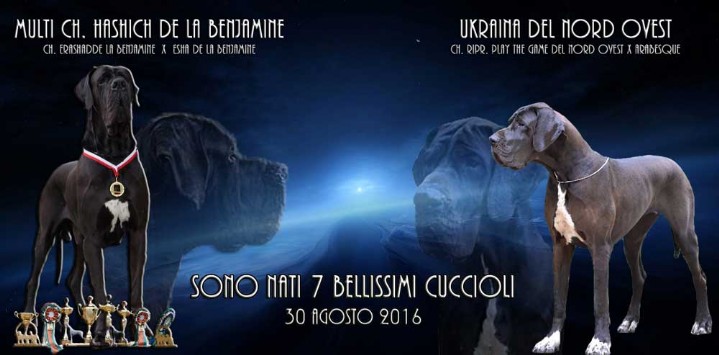 Accoppiamento alano 2016