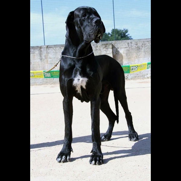 Nero Therapy del Nord Ovest Nero Therapy del Nord Ovest