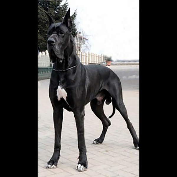 Athos del Nord Ovest Athos del Nord Ovest