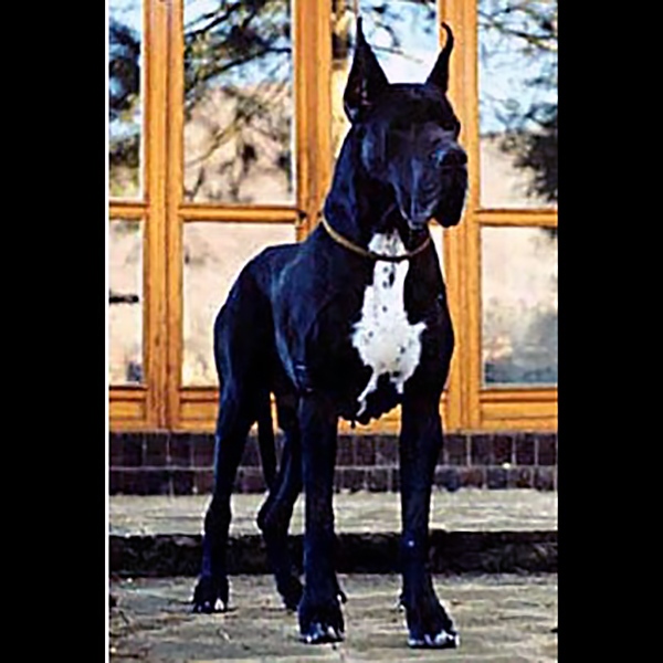 Pegaso del Nord Ovest Pegaso del Nord Ovest